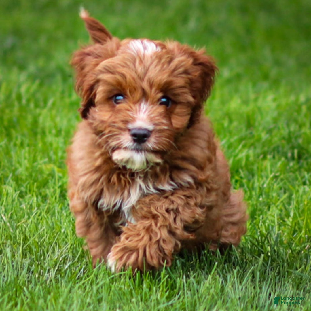 Cavapoo dogs for sale: Biscuit - Image 5