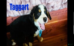 Bernese Mountain Dog dogs for sale: Taggart - Image 1