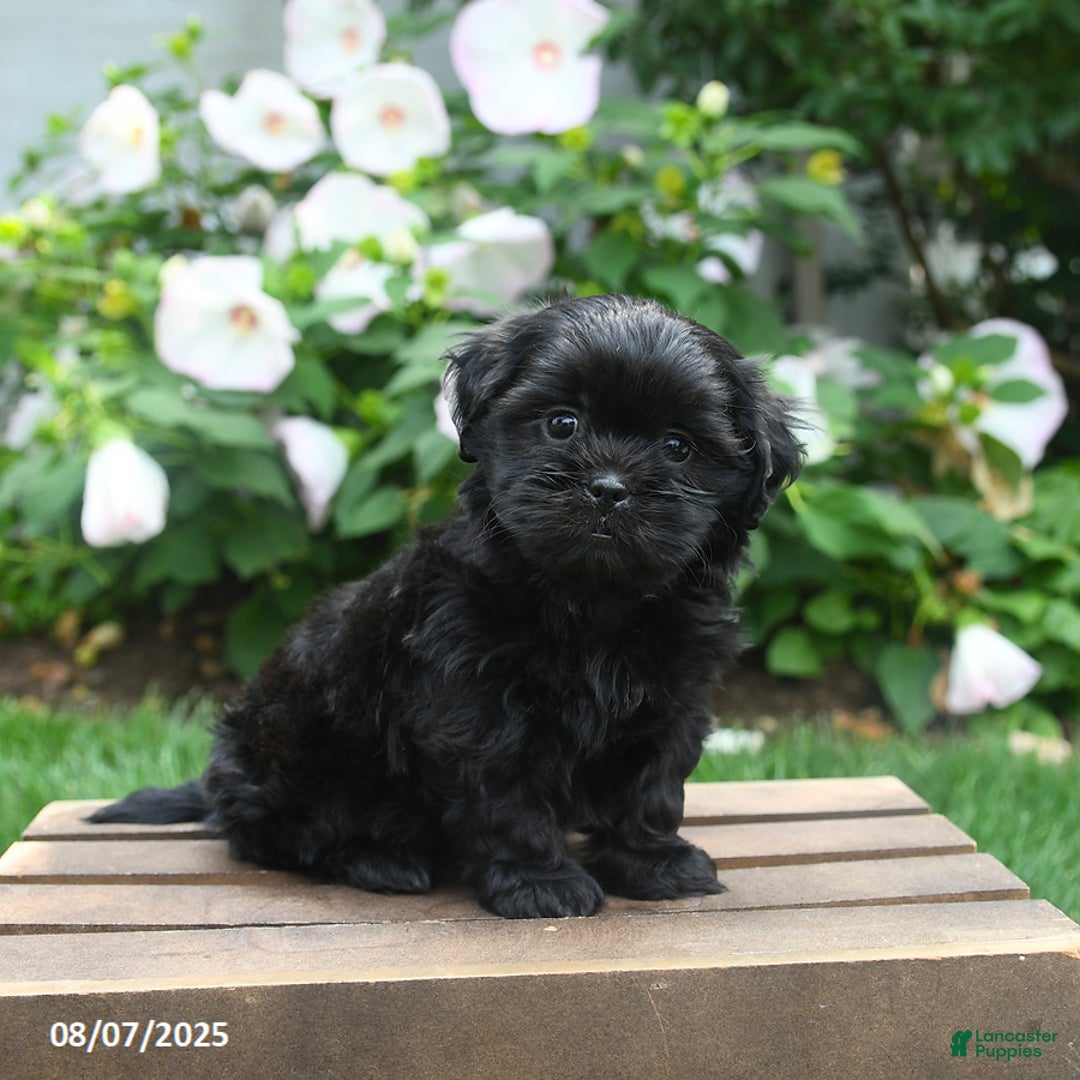 Teddy Bear dogs for sale: Midnight - Image 4