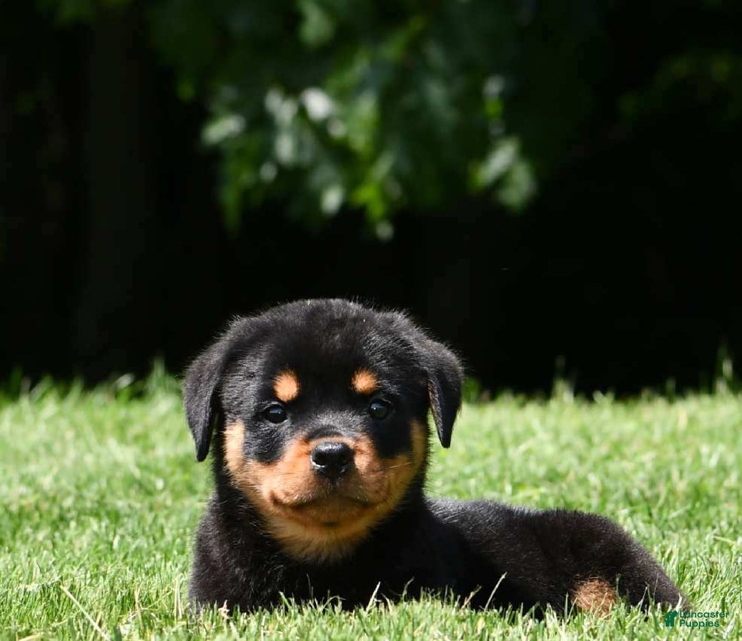 Rottweiler dogs for sale: Kobe - Image 6