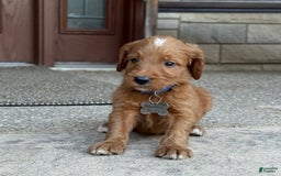 Goldendoodle dogs for sale: Ranger - Image 4