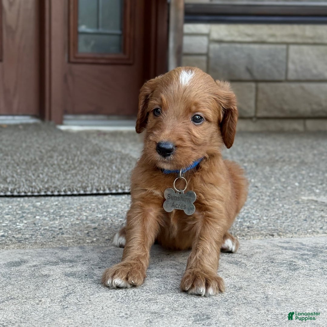 Goldendoodle dogs for sale: Ranger - Image 4