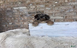Cavapoo dogs for sale: Roxy - Image 5