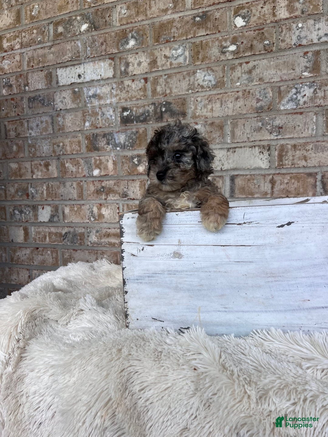 Cavapoo dogs for sale: Roxy - Image 5
