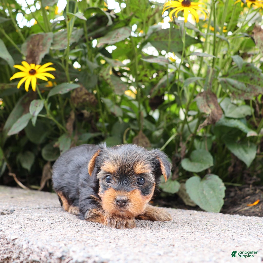 Yorkshire Terrier dogs for sale: Goodie - Image 1