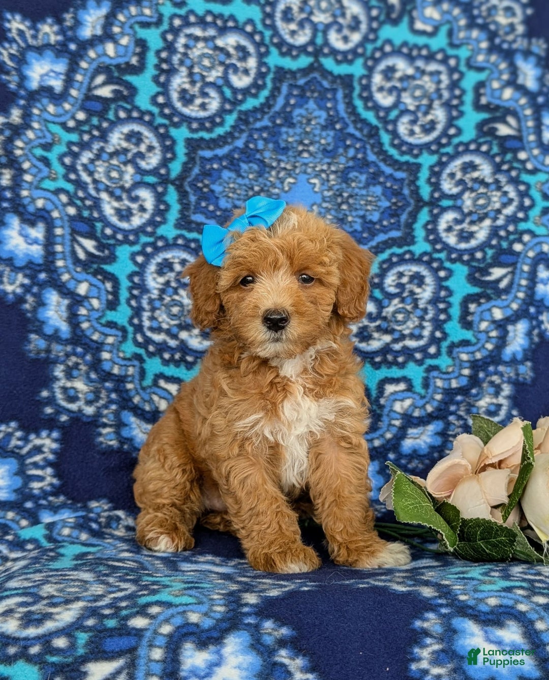 Bichpoo dogs for sale: Jillian - Image 3