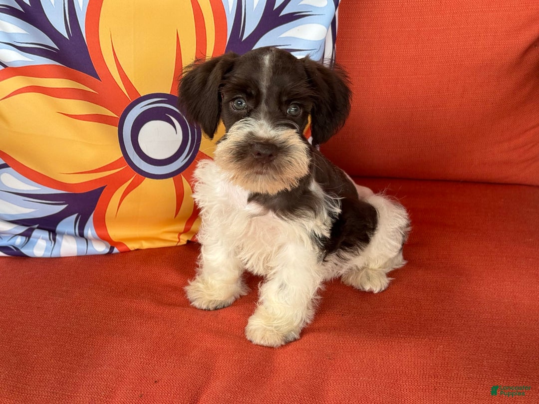 Miniature Schnauzer dogs for sale: Paisley Female 2 Liver Parti - Image 7