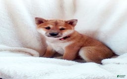 Shiba Inu dogs for sale: Allie - Image 3