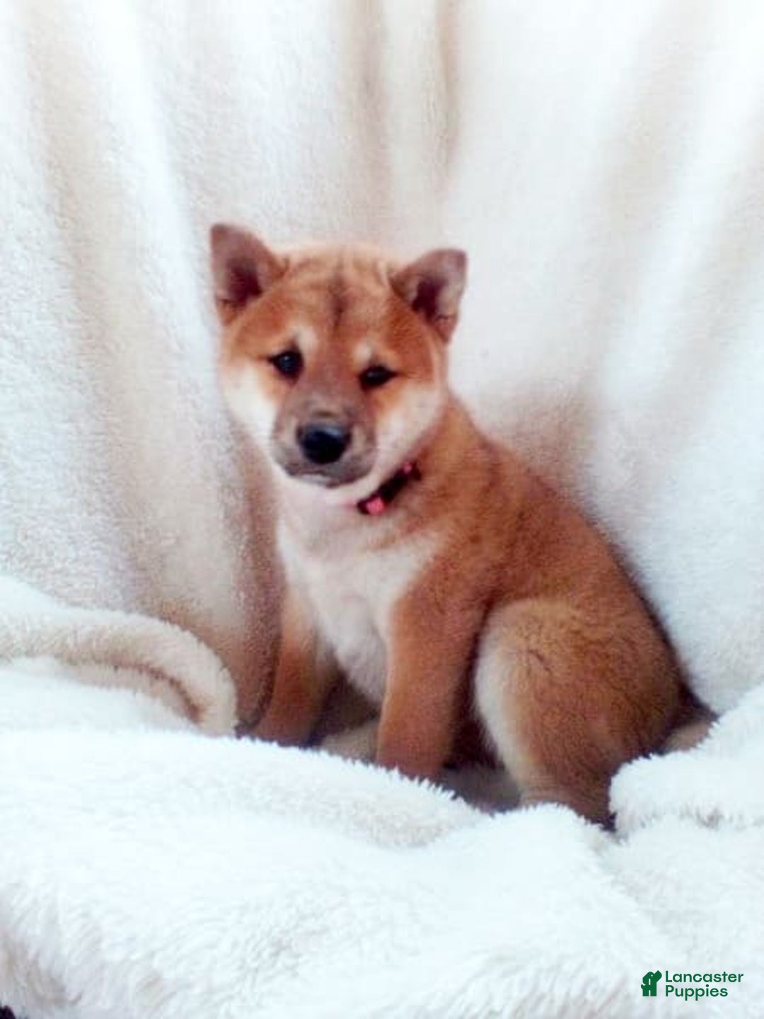 Shiba Inu dogs for sale: Allie - Image 3