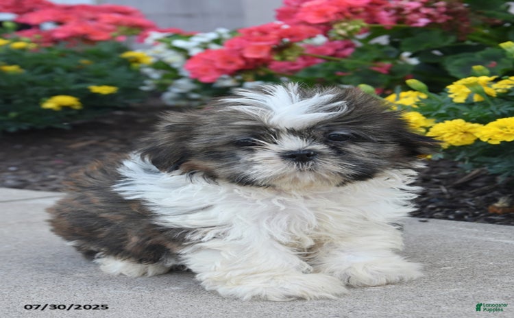 Shih Tzu dogs for sale - Ad 3