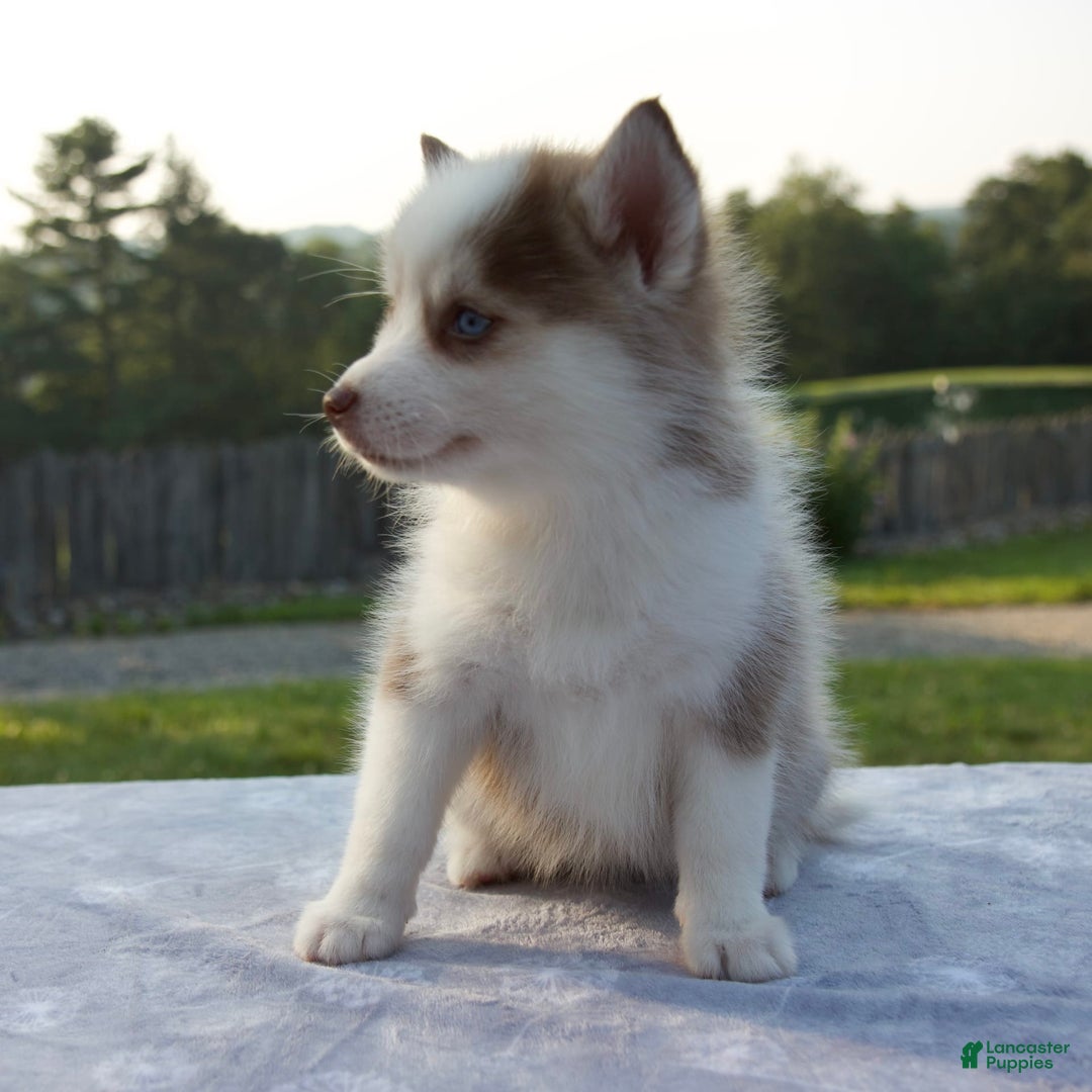 Pomsky dogs for sale: Patience - Image 5