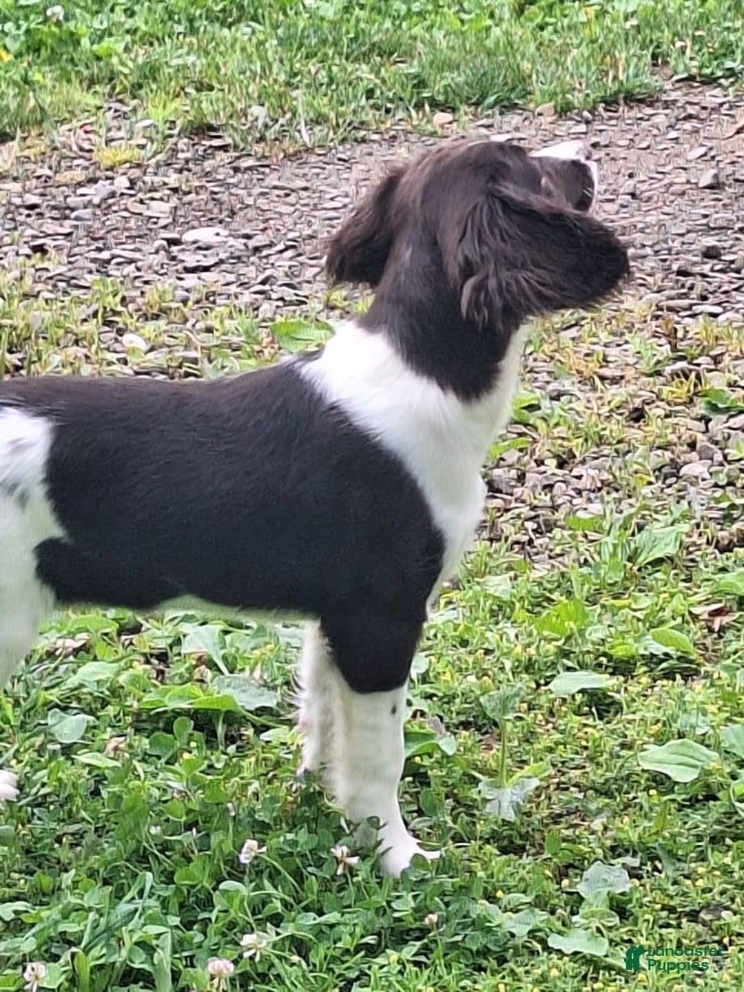 English Springer Spaniel dogs for sale: Jonie - Image 12
