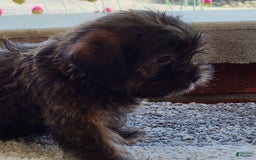 Shorkie dogs for sale: Mason - Image 4