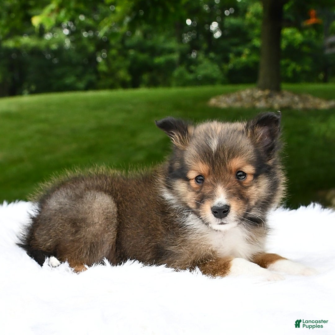 Shetland Sheepdog dogs for sale: Buddy - Image 7