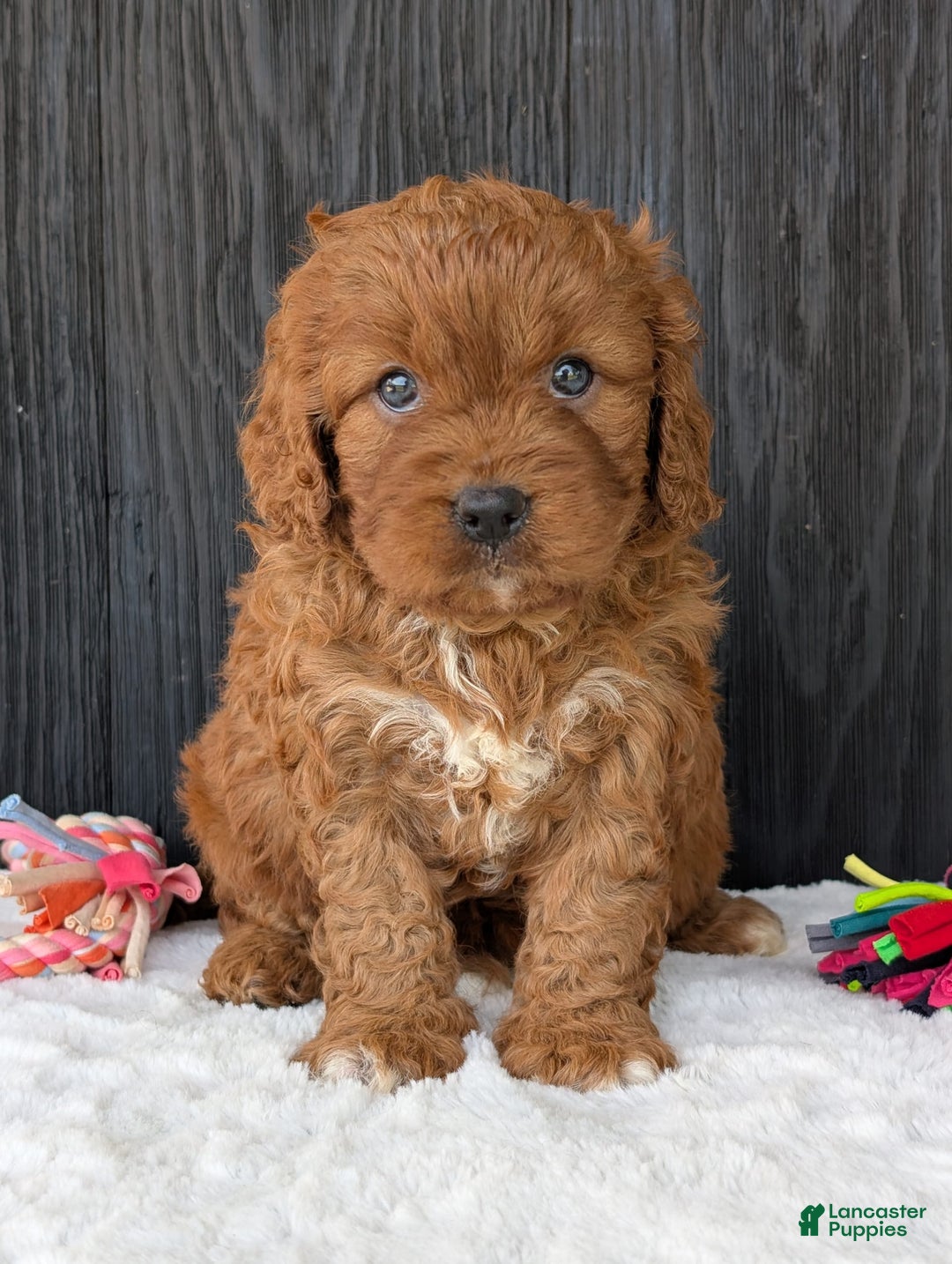 Cavapoo dogs for sale: Toby - Image 6