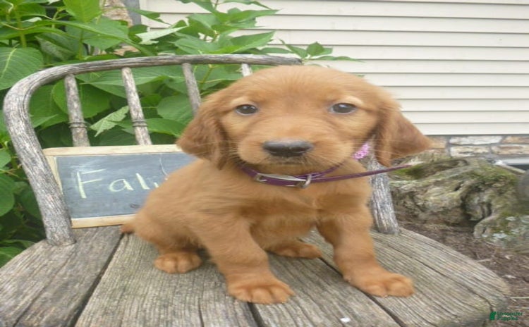Golden Retriever dogs for sale - Ad 3
