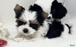Biewer Terrier dogs for sale: Jilda Pocket/teacup - Image 2