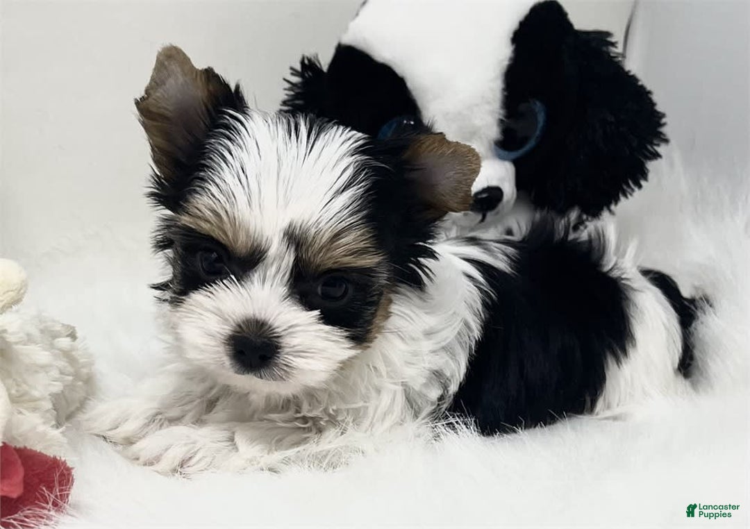 Biewer Terrier dogs for sale: Jilda Pocket/teacup - Image 2
