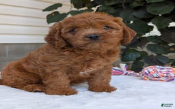 Cavapoo dogs for sale: Loki - Image 24