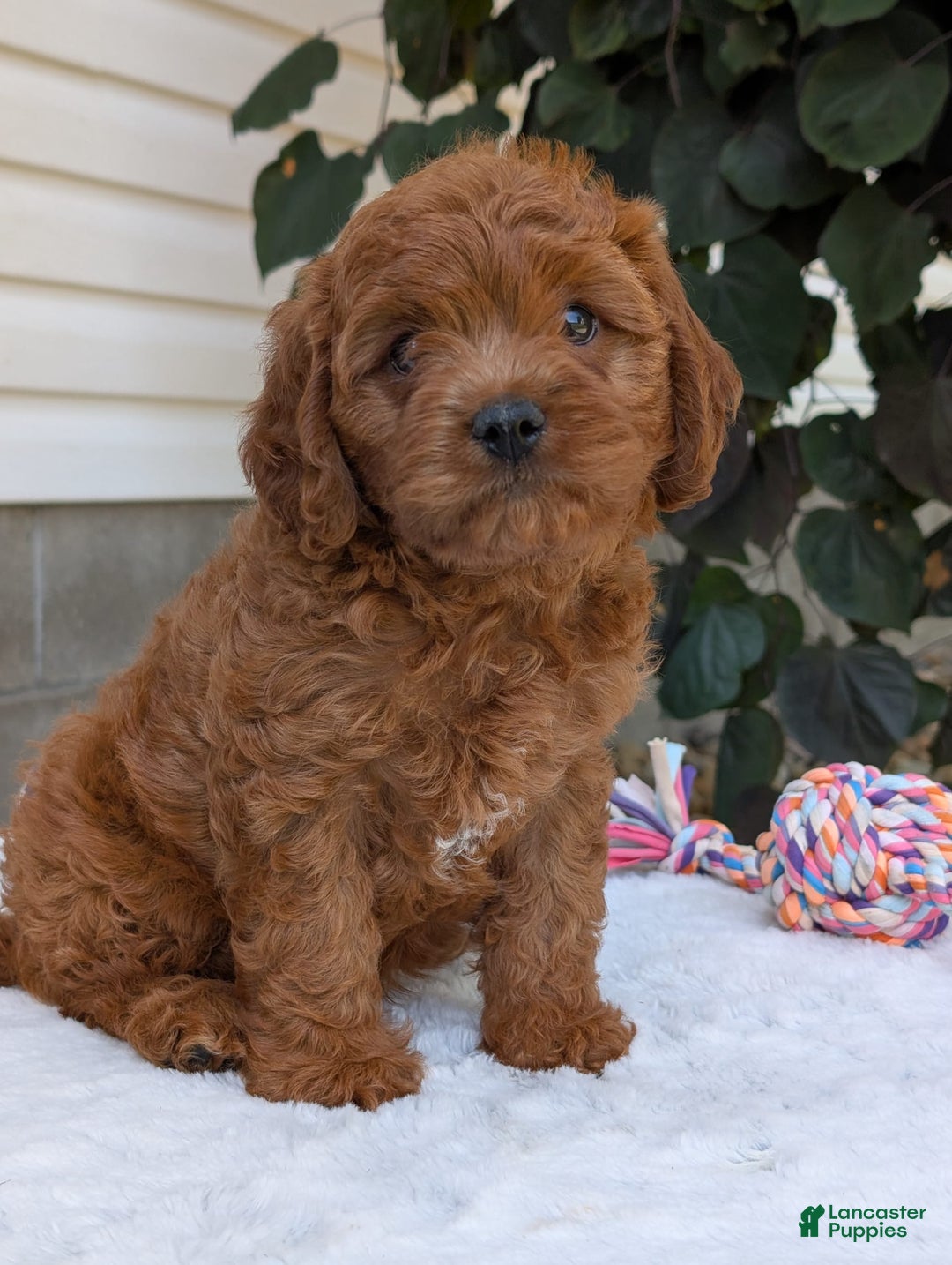 Cavapoo dogs for sale: Loki - Image 24