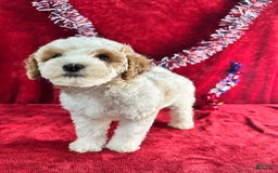 Standard Poodle dogs for sale: Jupiter - Image 7
