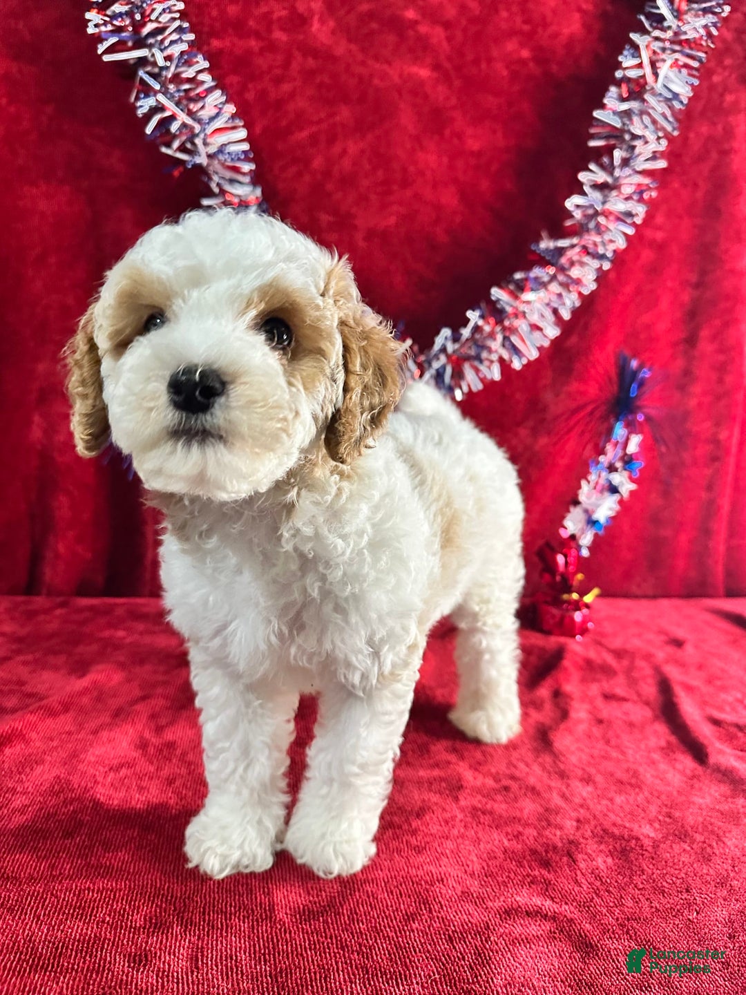 Standard Poodle dogs for sale: Jupiter - Image 7