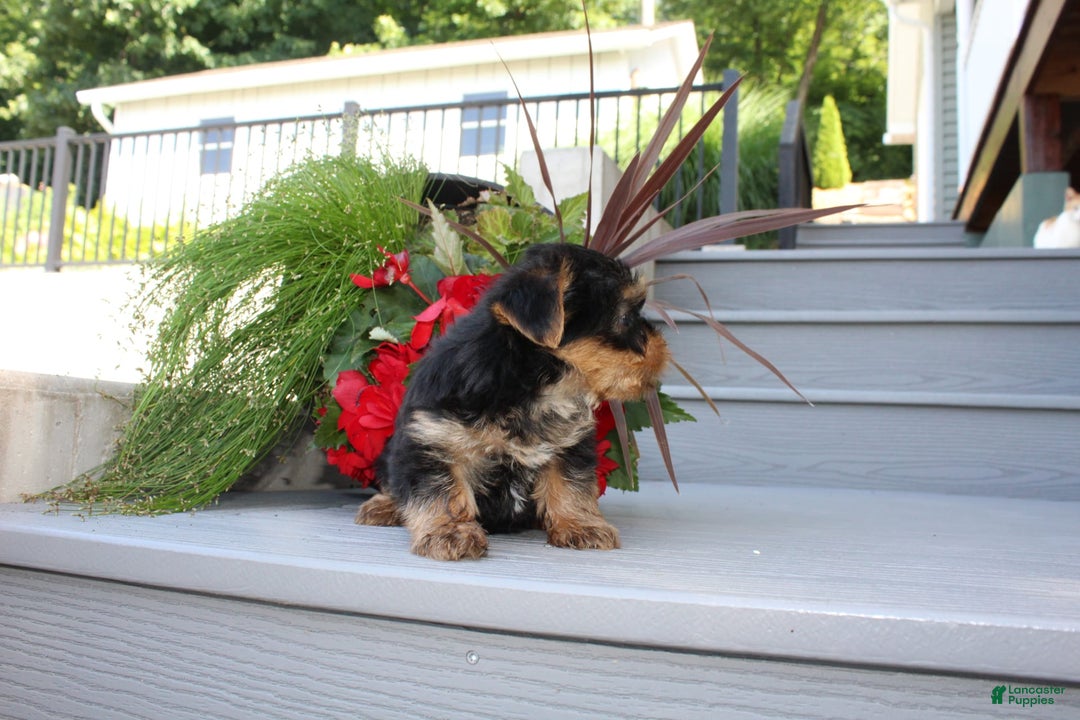 Yorkshire Terrier dogs for sale: Tiny Tim - Image 6