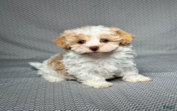 Havapoo dogs for sale: Molly - Image 3