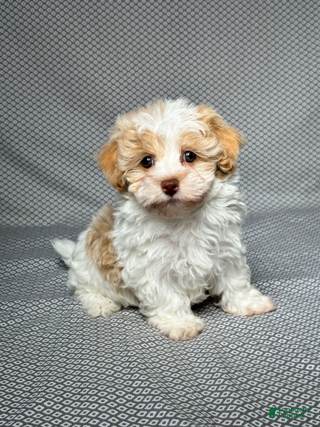 Havapoo dogs for sale: Molly - Image 3
