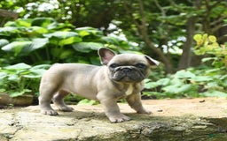 French Bulldog dogs for sale: Meadow - Image 5