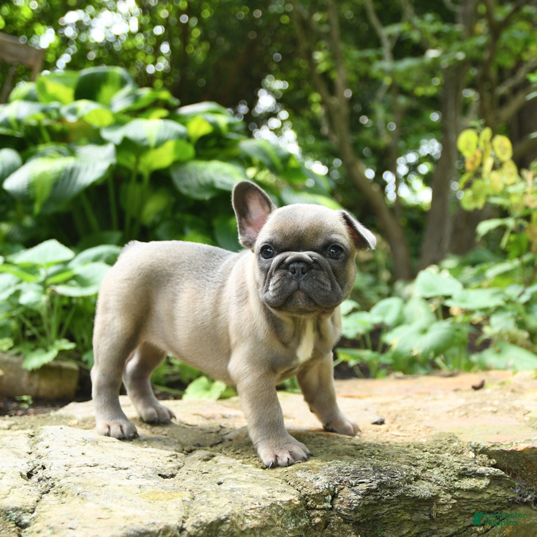 French Bulldog dogs for sale: Meadow - Image 5