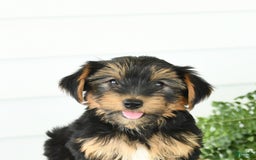Yorkshire Terrier dogs for sale: Paisley - Image 2
