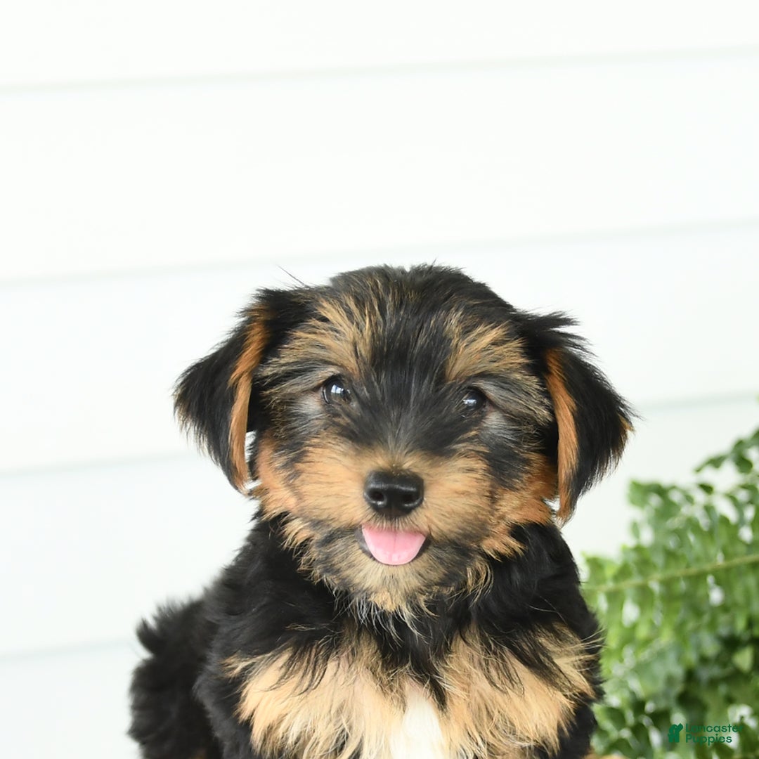 Yorkshire Terrier dogs for sale: Paisley - Image 2