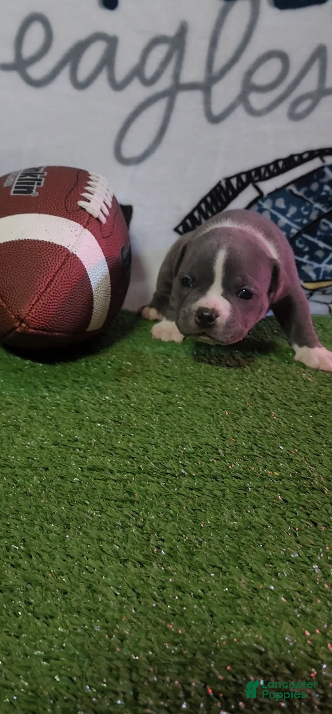American Bully dogs for sale: Ashley - Image 7