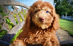 Havapoo dogs for sale: Ginger - Image 1