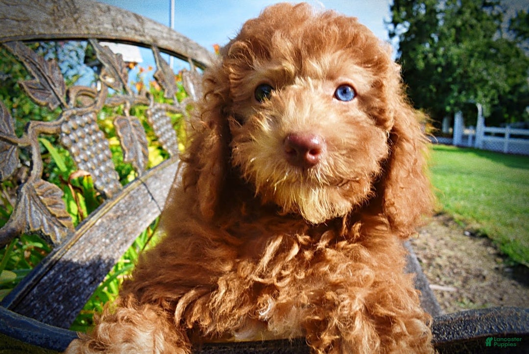 Havapoo dogs for sale: Ginger - Image 1