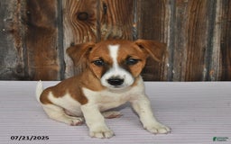 Jack Russell Terrier dogs for sale: Charlie - Image 1