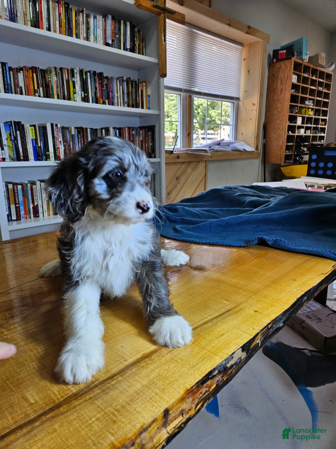 Portuguese Water Dog dogs for sale: Grayson - Image 4