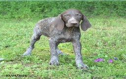 German Shorthaired Pointer dogs for sale: Rascal - Image 4
