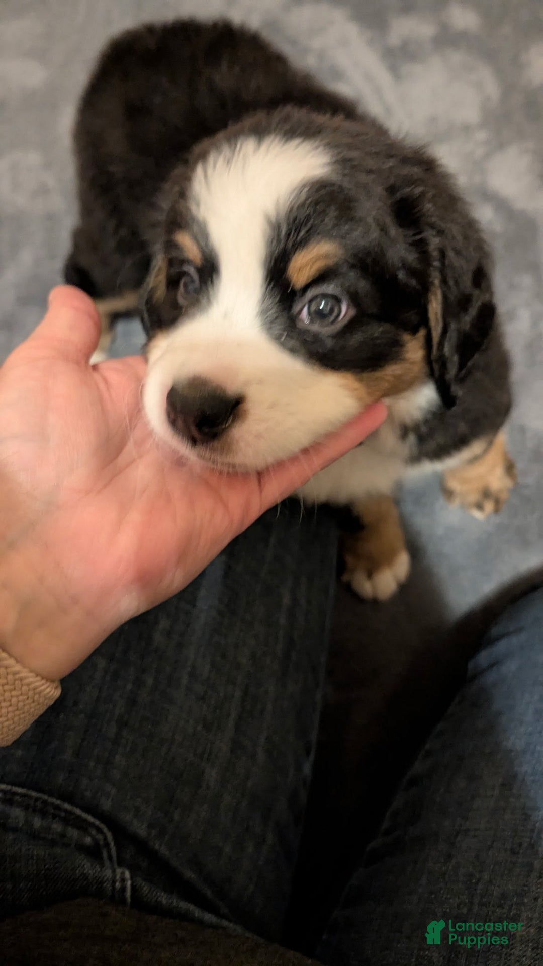 Bernese Mountain Dog dogs for sale: Violet - Image 5