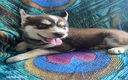 Pomsky dogs for sale: Rover - Image 5