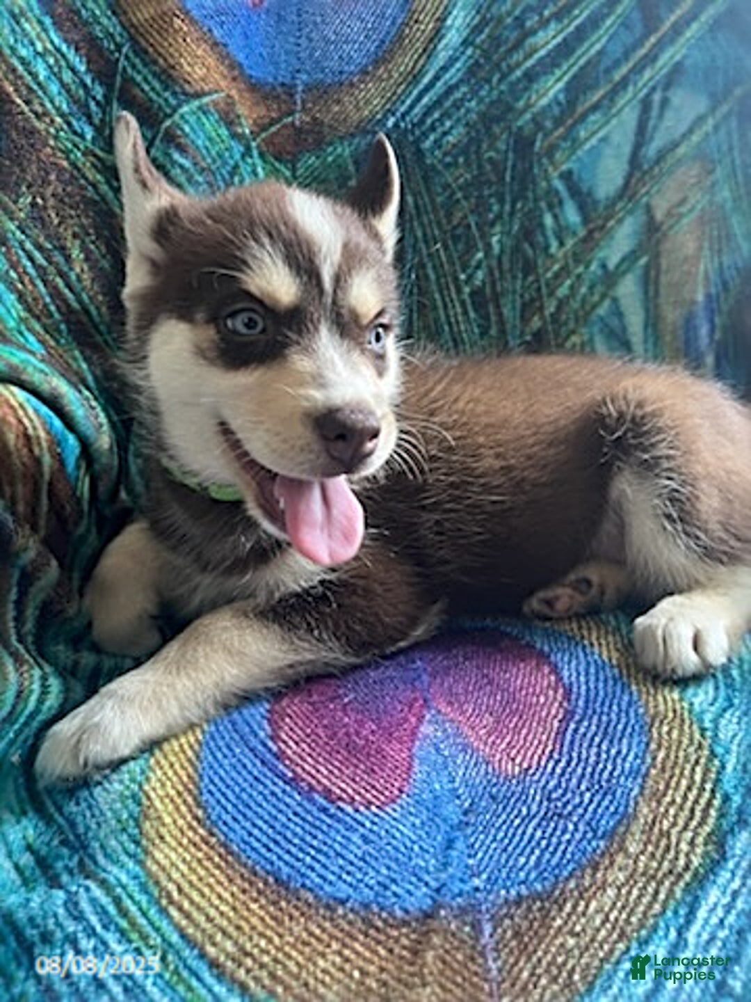Pomsky dogs for sale: Rover - Image 5