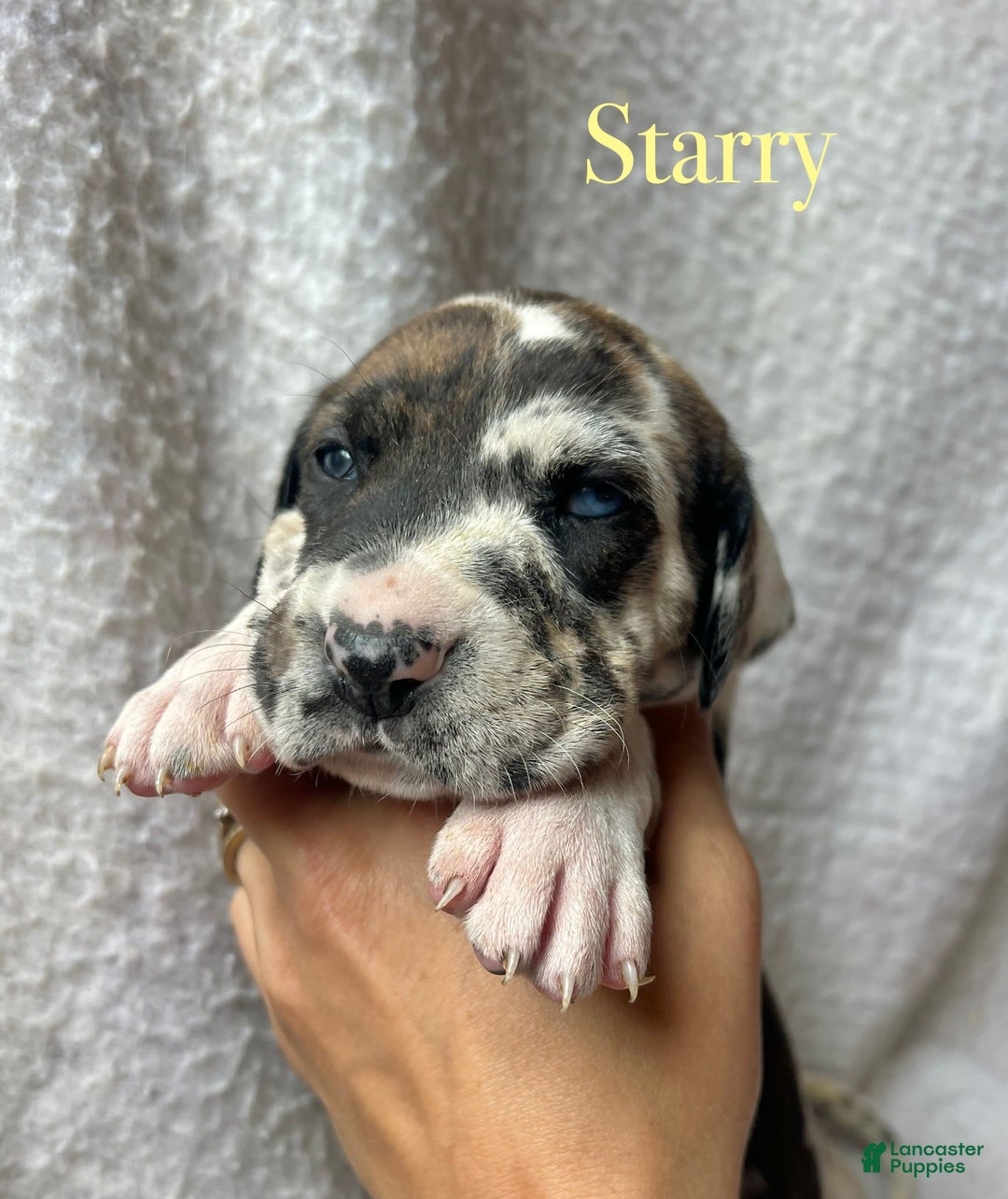 Great Dane dogs for sale: Starry - Image 1