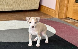 Italian Greyhound dogs for sale: Jj - Image 6