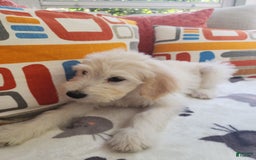 Goldendoodle dogs for sale: Cookie - Image 4