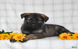 German Shepherd dogs for sale: Juliette - Image 5