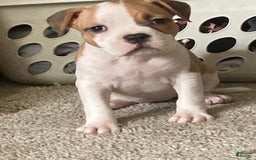 American Bully dogs for sale: Buffy - Image 6
