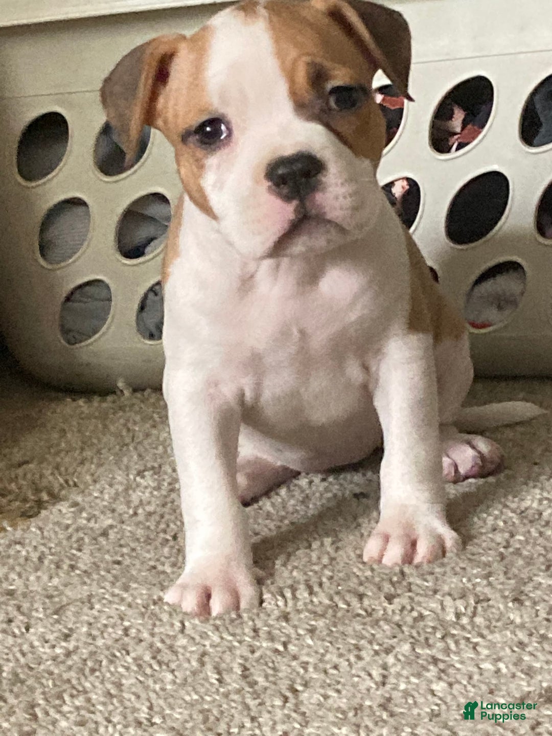 American Bully dogs for sale: Buffy - Image 6
