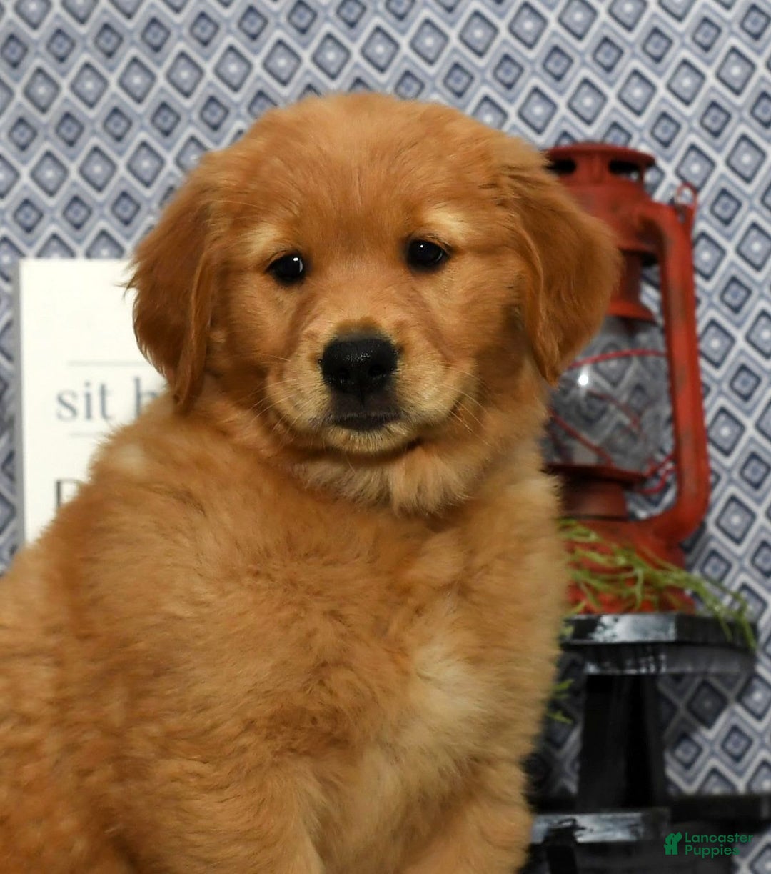 Golden Retriever dogs for sale: Marla - Image 2