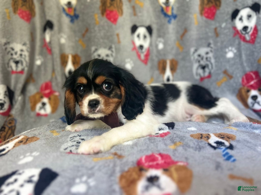 Cavalier King Charles Spaniel dogs for sale: Chewy - Image 10